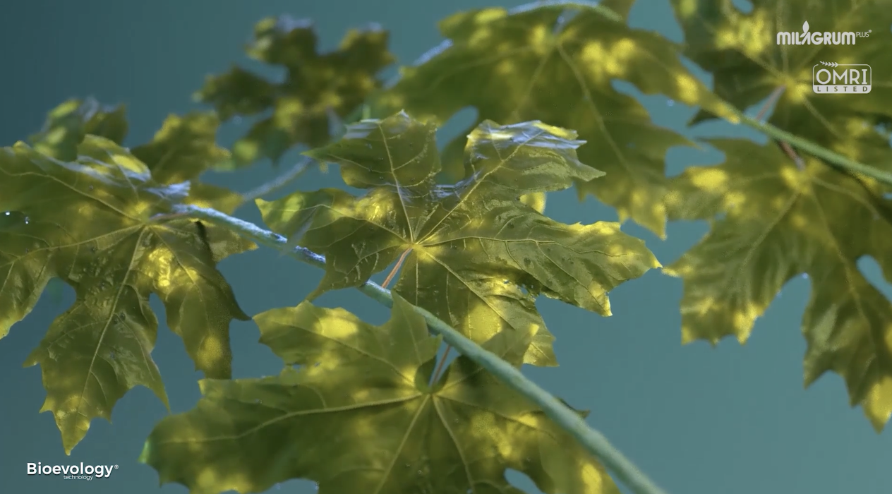 Animation on agricultural sector